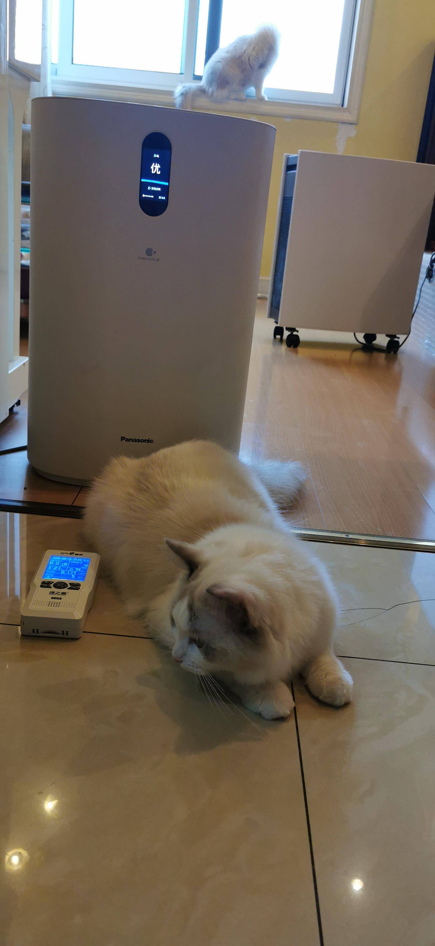 怎样养猫家里才干净不臭,养猫的注意事项,新手养猫基础知识