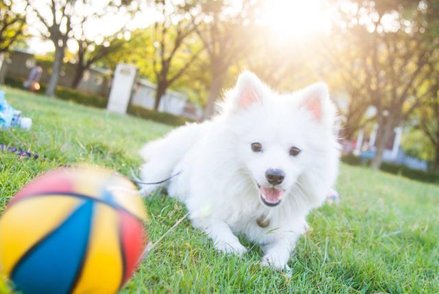 千万别养银狐犬图片高清（最不适合新手养的狗是什么）