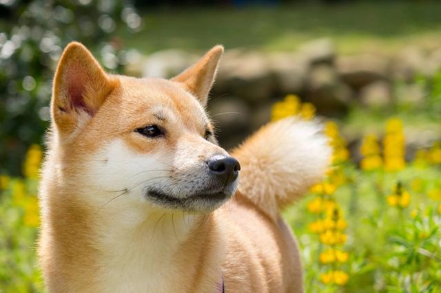 柴犬智商相当人类几岁(柴犬增加它的智商的方法有哪些)