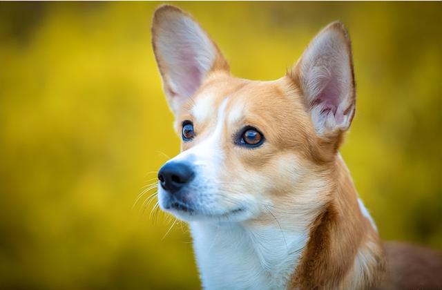 柯基犬容易死吗为什么(养柯基犬需要注意什么事项)