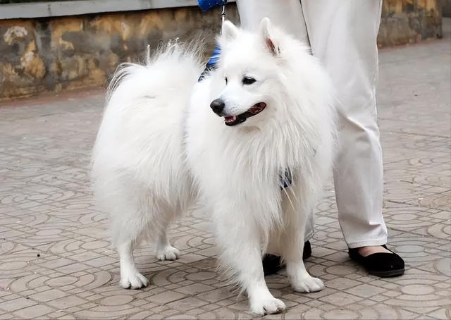 日本银狐犬的优缺点是什么（6种口碑超好的狗狗排名图片）