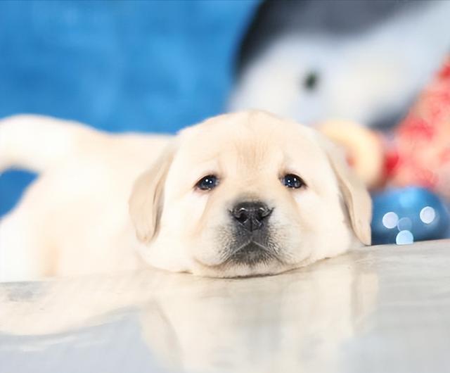 日本银狐犬的优缺点是什么（6种口碑超好的狗狗排名图片）