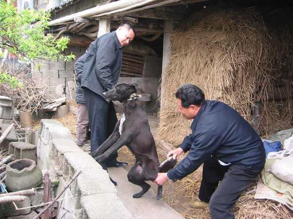 一般有狂犬病的狗狗能活多久(狗狗患狂犬病的症状有哪些)