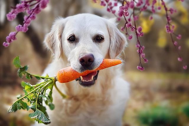 金毛幼犬可以吃香蕉吗（金毛能吃的蔬菜水果有哪些）