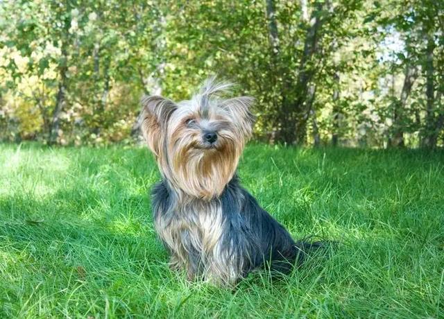 日本银狐犬的优缺点是什么（6种口碑超好的狗狗排名图片）