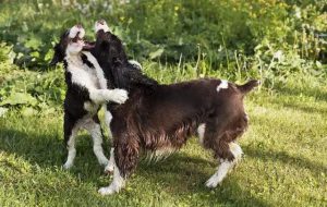 为什么养史宾格的很少（史宾格犬适合家里养吗）