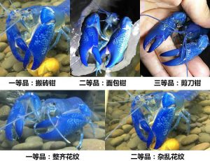 天空蓝魔虾和蓝鳌虾区别在哪里(蓝魔虾怎么养最好)