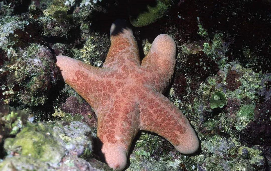 粒皮瘤海星长啥样（粒皮瘤海星一夜5次郎）