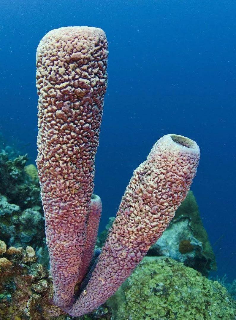 粒皮瘤海星长啥样（粒皮瘤海星一夜5次郎）