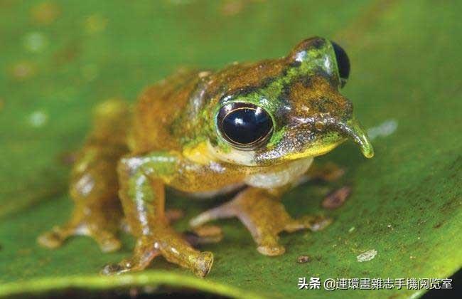 泽陆蛙是青蛙吗图片（青蛙种类图片及名称大全）