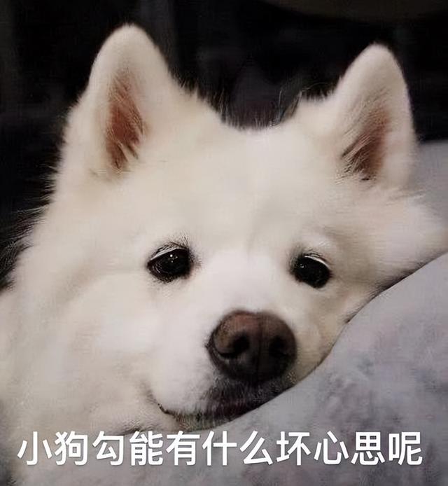 狗狗把一家人谁当主人了（狗狗把你当主人会有什么样的表现）