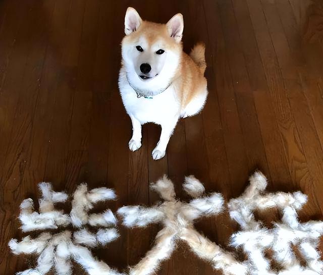 柴犬很凶吗,容不容易咬人（柴犬有什么不好的地方）