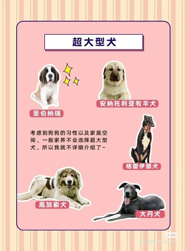 博美和俊介的区别哪个好养(狗狗品种小型犬品种有哪些)