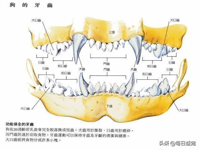 狗狗多大可以算成犬了（狗狗的年龄怎么算出来的）