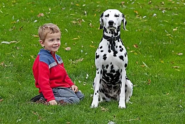 斑点犬为什么没人养了还咬人(斑点狗好养吗,斑点狗性格特点分析)