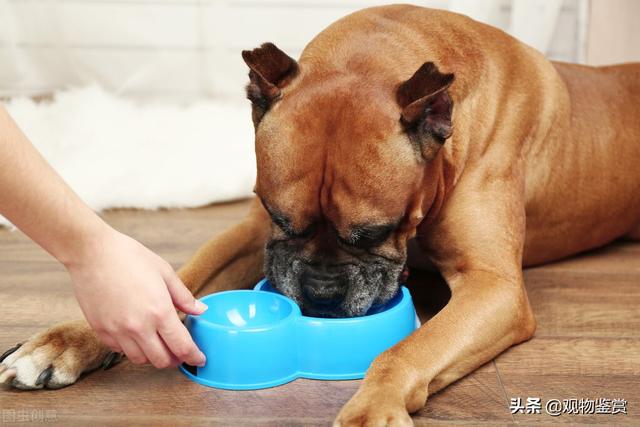 狗吃了火腿肠的塑料皮怎么办能拉出来吗(狗吃了一个塑料袋要紧吗)