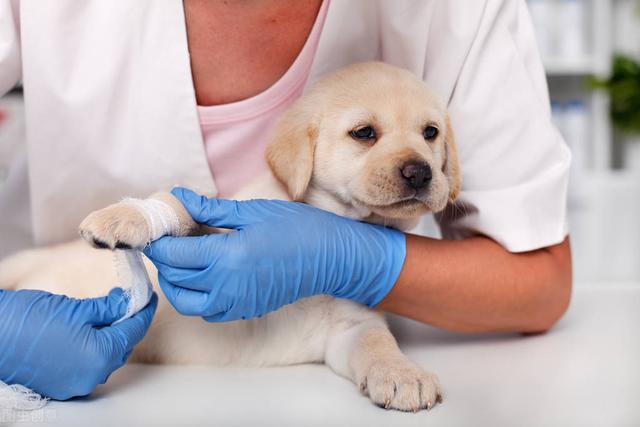 犬瘟和细小的区别和怎么治疗(幼犬三大传染疾病有哪些症状)