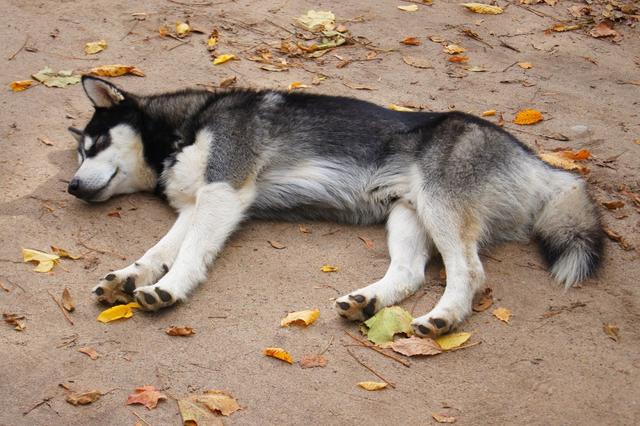 狗狗的睡眠时间一般是多久(狗的睡眠行为特点有哪些)