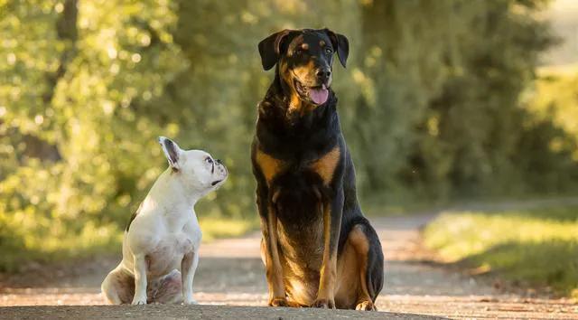 如何纠正狗狗对其他犬凶（狗狗怎么训练不乱叫）