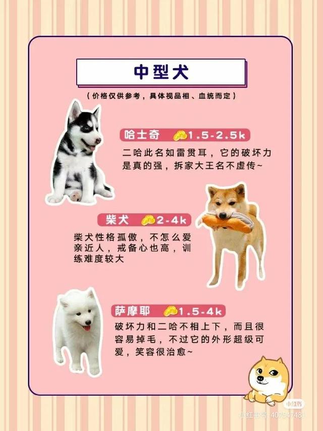 博美和俊介的区别哪个好养(狗狗品种小型犬品种有哪些)