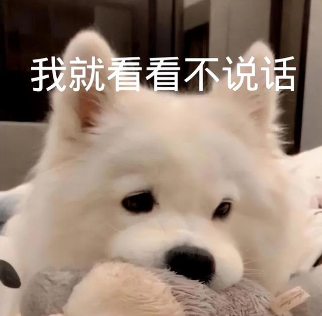 霍夫瓦尔特犬和金毛的区别在哪(银狐犬和萨摩耶的区别是什么)