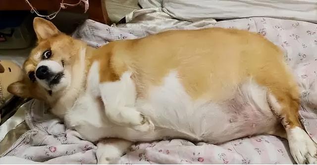 柯基犬容易死吗为什么(养柯基犬需要注意什么事项)