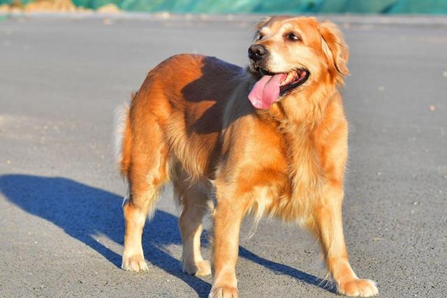 狗狗肚脐眼鼓包咋办怎么消除(金毛犬肚子上长脓包怎么办)