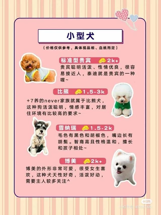 博美和俊介的区别哪个好养(狗狗品种小型犬品种有哪些)