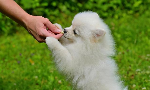 一般有狂犬病的狗狗能活多久(狗狗患狂犬病的症状有哪些)