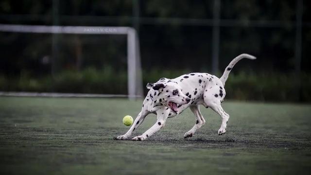 斑点犬为什么没人养了还咬人(斑点狗好养吗,斑点狗性格特点分析)