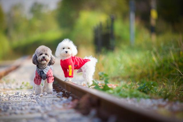 狗狗拉果冻状凝胶大便怎么办(泰迪大便异常什么原因造成的)