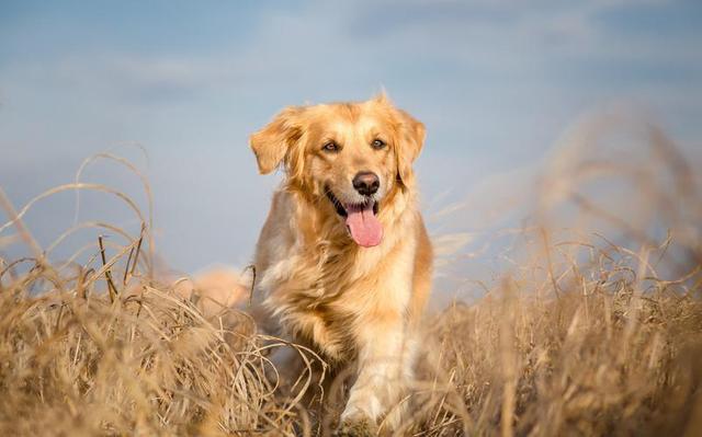 霍夫瓦尔特犬和金毛的区别在哪(银狐犬和萨摩耶的区别是什么)