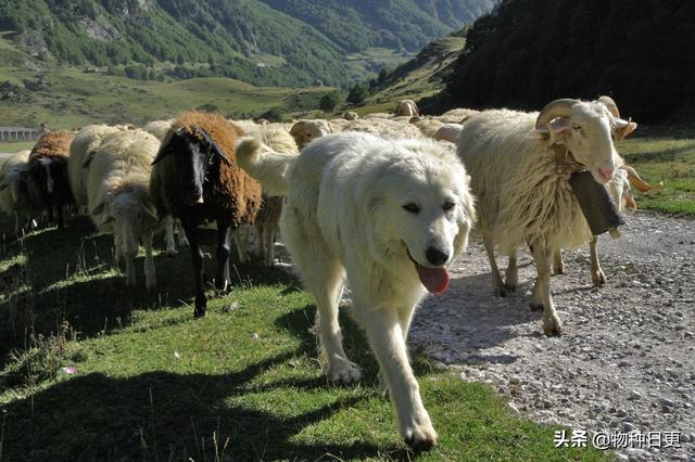 狼会把狗当同类吗为什么（养狼当犬看家难是什么意思）