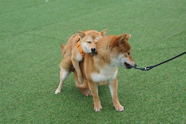 柴犬智商相当人类几岁(柴犬增加它的智商的方法有哪些)