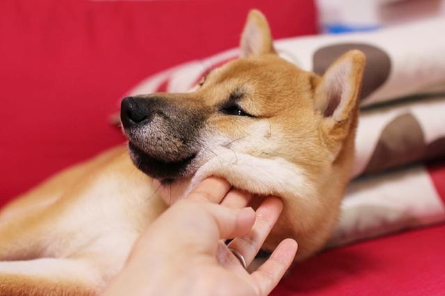 柴犬智商相当人类几岁(柴犬增加它的智商的方法有哪些)