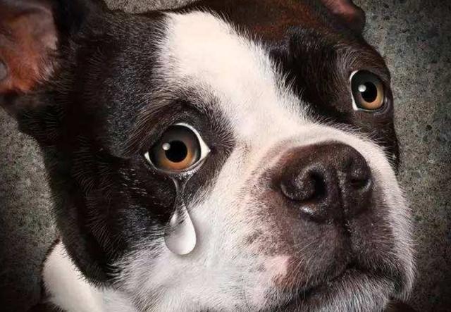 家里养的狗哭是什么征兆(狗狗晚上发出哭声是什么原因引起的)