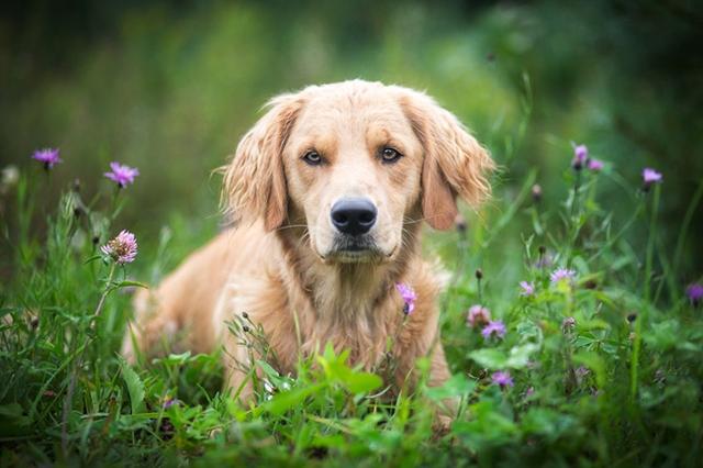 狗狗肚脐眼鼓包咋办怎么消除(金毛犬肚子上长脓包怎么办)