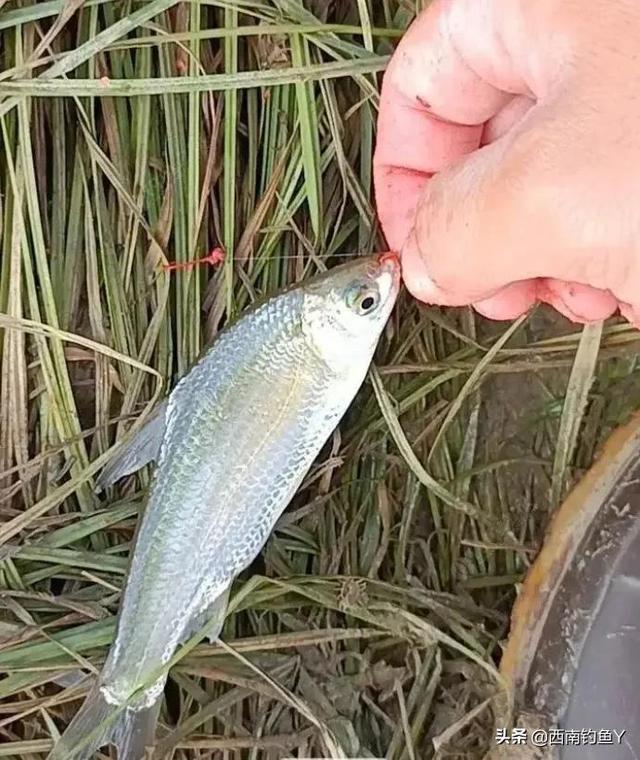 钓银鲴鱼用什么饵料最好（银鲴鱼钓法与选钓点）