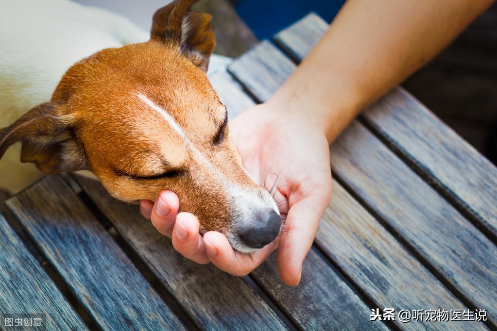 幼犬摔到头怎么判断他没事（狗狗伤到了头部怎么办）