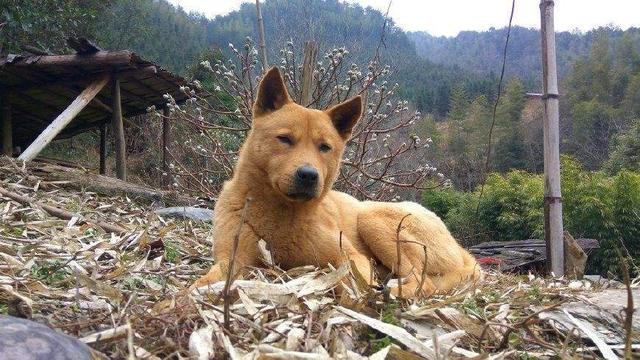 秋田怎么才算认主人了(什么品种的狗最认主人)