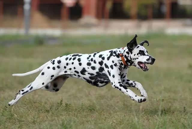 斑点犬为什么没人养了还咬人(斑点狗好养吗,斑点狗性格特点分析)