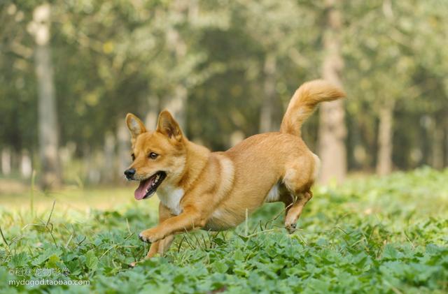 银狐犬的优缺点及性格(狗狗忠诚度排行榜)