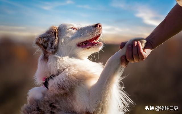 狼会把狗当同类吗为什么（养狼当犬看家难是什么意思）