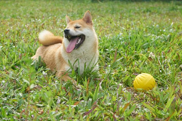 狗狗吃了老鼠药的症状怎么办(小狗猝死常见原因有哪些)