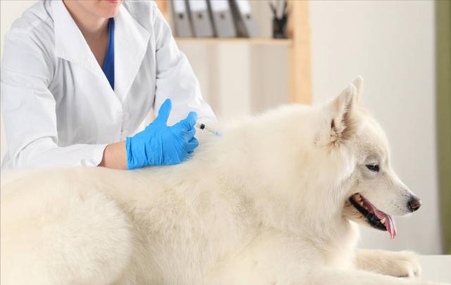 一般有狂犬病的狗狗能活多久(狗狗患狂犬病的症状有哪些)