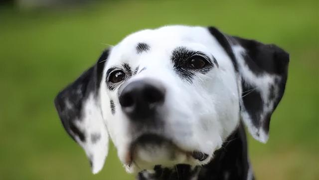 斑点犬为什么没人养了还咬人(斑点狗好养吗,斑点狗性格特点分析)