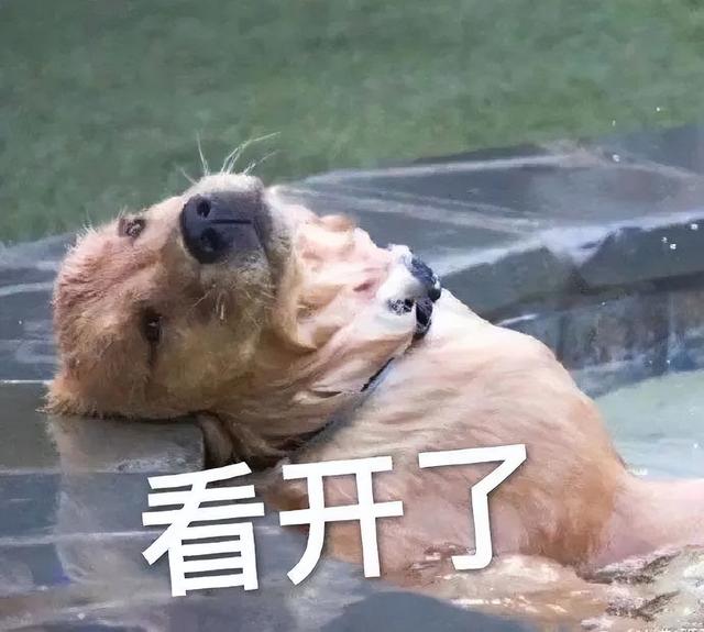 阿富汗猎犬多少钱一只幼犬（很少人养的狗有哪些图片）