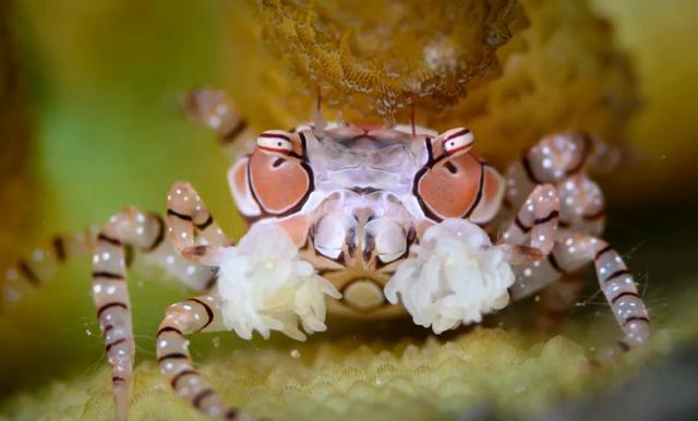 拳击蟹和海葵是什么关系（拳击蟹会把海葵戴在手上）
