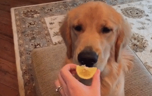 芒果狗狗可以吃吗有毒吗（狗狗不可以吃的水果有哪些?）