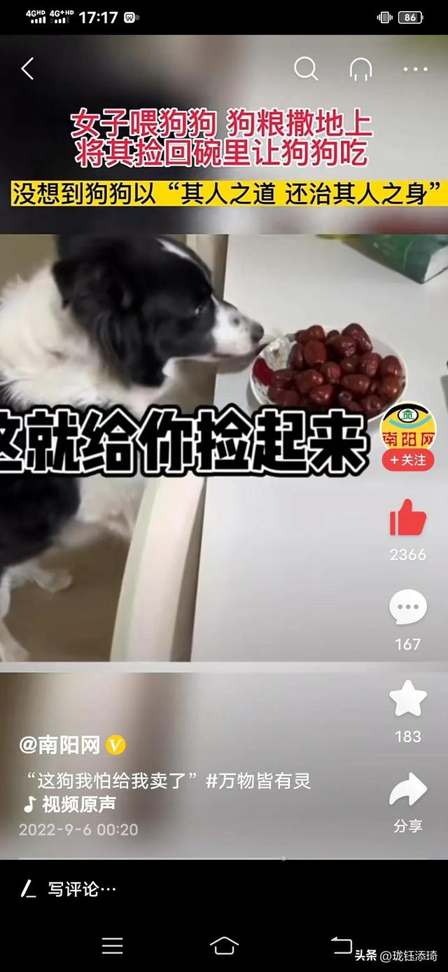 狗狗能不能吃红枣?（边牧把主人教育了会怎么样）